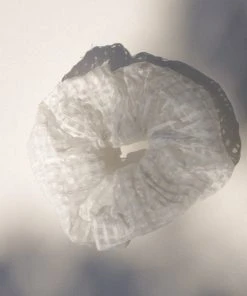 PIPE AND ROW SHEER CHECK WHITE SCRUNCHIE